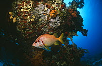 Red squirrelfish (Sargocentron rubrum) Red Sea