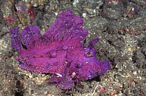 Weedy scorpionfish, rare purple colour variant (Rhinopias frondosa) Sulawesi, Indonesia