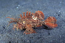 Ambon scorpionfish (Pteroidichthys amboinensis) Sulawesi, Indonesia