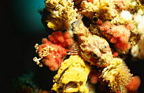 Red Irish Lord {Hemilepidotus hemilepidotus} hidden in coral reef, Canada