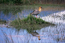 Buff necked ibis {Theristicus caudatus} Torres del Paine NP, Chile