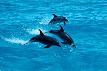 Atlantic spotted dolphins leaping at sea surface {Stenella frontalis} Bahamas Caribbean Sea - porpoising  (Non-ex).