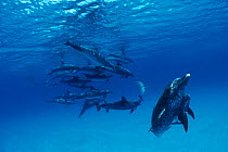 Pod of Atlantic spotted dolphins underwater {Stenella frontalis} Bahamas Caribbean Sea  (Non-ex).