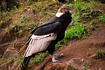 Andean condor {Vultur gryphus} South America captive