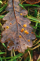 Common spangle galls on oak caused by wasp (Neuroterus quercusbaccarum) Lancashire, UK