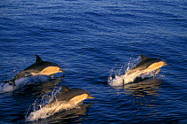 Short beaked Common dolphins porpoising {Delphinus delphis} Azores, Portugal North Atlantic Ocean  (Non-ex).