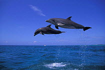 Two Bottlenose dolphins jumping high above sea {Tursiops truncatus} Bahamas, Caribbean Sea. Dolphins can jump as high as 5m above the water surface.  (Non-ex).