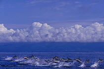 Pod of Striped dolphins porpoising {Stenella coeruleoalba} Azores, North Atlantic  (Non-ex).