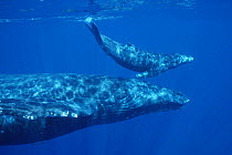 Humpback whale mother and calf {Megaptera novaeangliae} Hawaii, Pacific Ocean - taken under NMFS research permit #633  (Non-ex).
