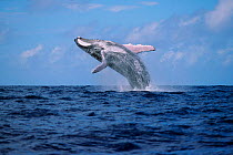 Humpback whale breaching {Megaptera novaeangliae} Tonga, South Pacific Ocean ~(Non-ex).