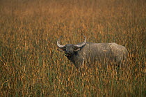 Indian wild Water buffalo in grass (Bubalus arnee) Kaziranga NP, Assam, India