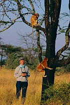 Lynne Isbell, Primatologist, in the field with Patas monkeys {Erythrocebus