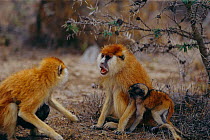 Patas monkeys {Erythrocebus patas}. Laikipia plateau, Kenya, East Africa.