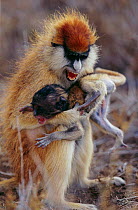 Patas monkey {Erythrocebus patas} upending kidnapped baby. Laikipia plateau, Kenya.