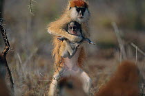 Patas monkey {Erythrocebus patas} juvenile with kidnapped baby. Laikipia plateau, Kenya.