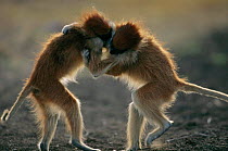 Male patas monkeys {Erythrocebus patas} wrestling. Laikipia plateau, Kenya.