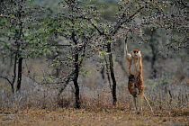 Female patas monkey {Erythrocebus patas} feeding on acacia ants, Kenya.