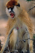 Adult patas monkey {Erythrocebus patas} vocalising. Kenya.