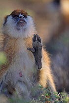 Adult patas monkey {Erythrocebus patas}. Laikipia Plateau, Kenya.