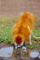 Adult patas monkey {Erythrocebus patas} drinking, Laikipia Plateau, Kenya.