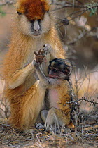Patas monkey {Erythrocebus patas} mother & baby, Laikipia Plateau, Kenya.