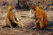 Patas monkeys {Erythrocebus patas} fighting, Laikipia Plateau, Kenya.