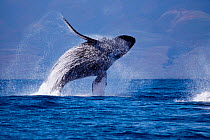 Humpback whale breaching {Megaptera novaeangliae} Hawaii,  Pacific Ocean - taken under research permit #882 ~(Non-ex).