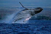 Humpback whale breaching {Megaptera novaeangliae} off coast of Hawaii, Pacific Ocean - taken under research permit #587  (Non-ex).