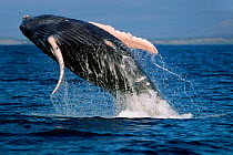 Humpback whale calf breaching {Megaptera novaeangliae} Hawaii, Pacific Ocean - taken under research permit #587. Breaching beahviour is thought to dislodge external skin parasites.  (Non-ex).