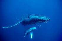 Humpback whale mother and calf {Megaptera novaeangliae} Hawaii, Pacific Ocean - taken under research permit #633 ~(Non-ex).