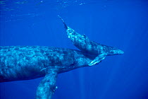 Humpback whale mother and calf {Megaptera novaeangliae} Hawaii, USA Pacific Ocean - taken under research permit #633  (Non-ex).