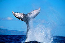 Humpback whale exhibiting peduncle throw {Megaptera novaeangliae} Hawaii, Pacific Ocean - taken under research permit #882  (Non-ex).