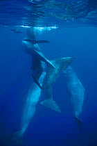 Group of Sperm whales socialising {Physester macrocephalus} Azores, North Atlantic Ocean  (Non-ex).