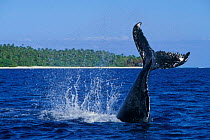 Humpback whale calf tail-lobbing {Megaptera novaeangliae} off Tonga South Pacific  (Non-ex).