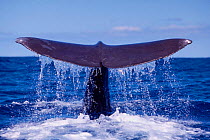 Tail fluke of diving Sperm whale {Physester macrocephalus} North Atlantic Ocean  (Non-ex).