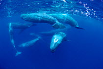 Group of Sperm whales socialising {Physester macrocephalus} Azores, North Atlantic  (Non-ex).