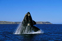 Southern right whale breaching {Balaena glacialis australis} off Argentina, South Atlantic Ocean  (Non-ex).