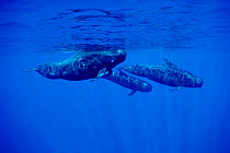 Short finned pilot whales {Globicephala macrorhynchus} Kona, Hawaii, Pacific Ocean  (Non-ex).