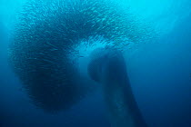 Bryde's whale dives through baitball of sardines {Balanoptera edeni} off east coast South Africa  (Non-ex).