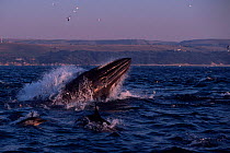 Bryde's whale lunge feeding on sardines {Balanoptera edeni} and Long beaked common dolphins east coast of South Africa,  (Non-ex).