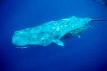 Sperm whale mother and calf {Physester macrocephalus} North Atlantic, NB peeling skin from rubbing against other whales. Sperm whales can dive to a depth of 3,000m and hold their breath for 2 hours! H...