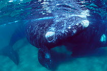 Southern right whale calf between adults {Balaena glacialis australis} off Argentina, South Atlantic Ocean  (Non-ex).
