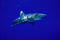Oceanic whitetip shark {Carcharhinus longimanus} Hawaii, Pacific Ocean  (Non-ex).