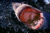 Great white shark jawing at surface {Carcharodon carcharias} South Africa  (Non-ex).