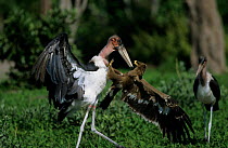 Marabou stork Steppe eagle {Leptoptilos crumeniferus} fight over termites. Moremi WR