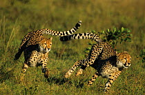 Two Subadult Cheetahs playing {Acinonyx jubatus} Sabi Sand GR South Africa. Cheetahs are the 100m gold medalists of the animal kingdom, capable of short sprints at 70mph. The human record is 27mph.