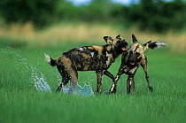 African wild dogs playing {Lycaon pictus} Savute Chobe NP Botswana