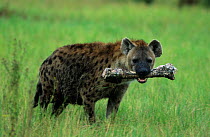 Spotted hyaena {Crocuta crocuta} with Buffalo bone. Moremi WR Botswana