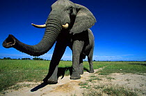 African bull elephant showing long trunk {Loxodonta africana} Savute Chobe NP