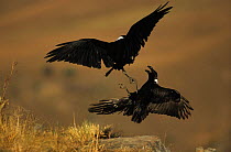 African white necked ravens fighting {Corvus albicollis} Giants Castle South Africa